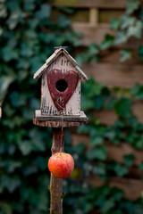 Cute Birdhouse With Apple Across Ivy Wall