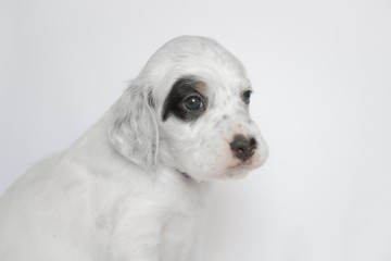 Puppy of the English setter. On a white background.