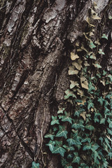 Tree bark with ivy