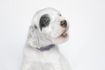 Puppy of the English setter. On a white background.