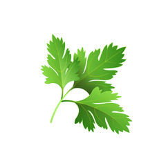 Realistic fresh parsley leaf herb. Isolated flat vector element for advertising placard or banner. Vector illustration on white isolated background