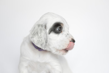 Puppy of the English setter. On a white background.