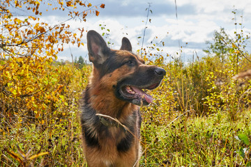 Dog German Shepherd outdoors in an autumn day