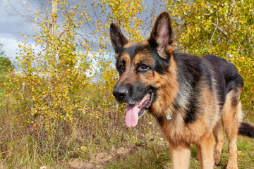 Dog German Shepherd outdoors in an autumn day