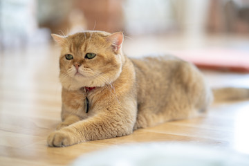 brown cat is lying in the house.