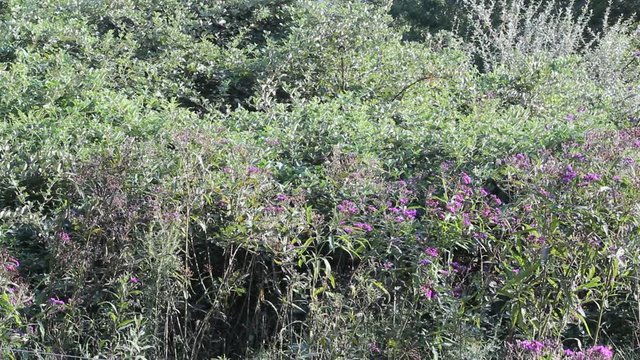 flowers in the forest