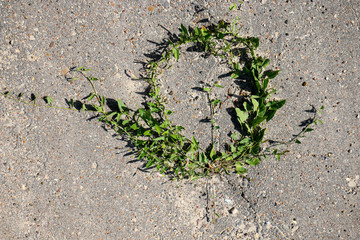 round natural frame of green leaves and branches of loach, grown on asphalt.