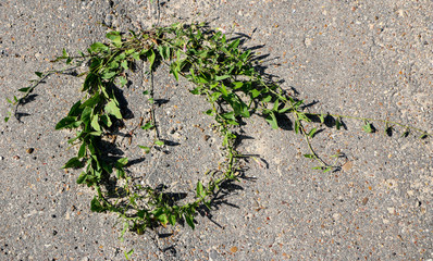 round natural frame of green leaves and branches of loach, grown on asphalt.