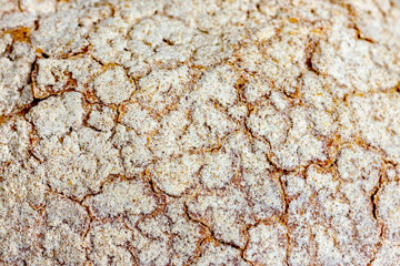 Toasted crust of rye bread