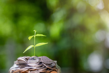 Plant Growing In Savings Coins - Investment And Interest Concept