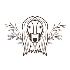 head of cute galgo afgano dog on white background