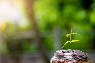 Plant Growing In Savings Coins - Investment And Interest Concept