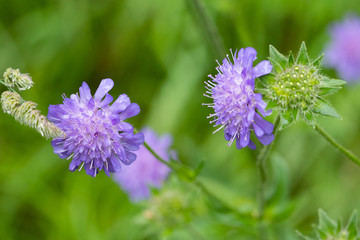 Close up of a purple flower, green blurry background