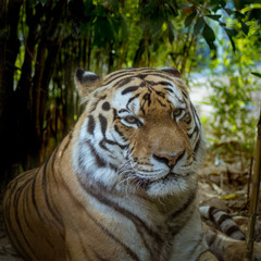 tigre