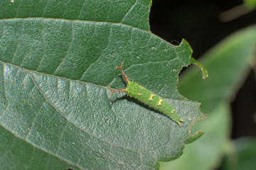 オオムラサキの幼虫