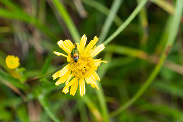 Close up of a yellow flower with a shiny green bug on it