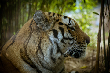 tigre