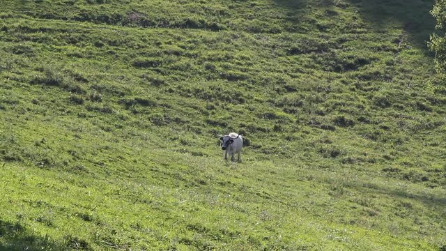 longhorn cow in the field