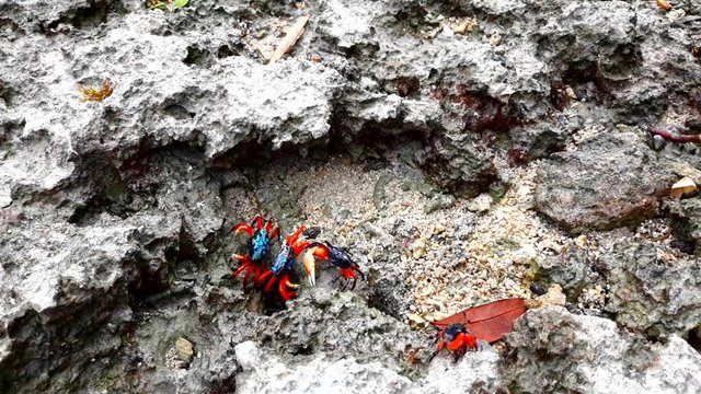 Crablets party, sharing foods and their tiny shelter on the rocky shore line