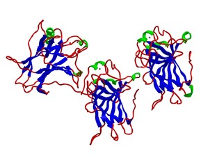 Molecular structure of protein p53