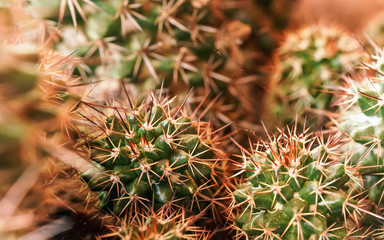 Closeup detail - group of cacti growing together, sharp reddish thorns on green plants