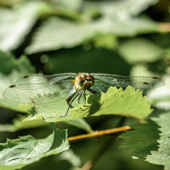 dragonfly sitting on a green leaf, close-up, macro