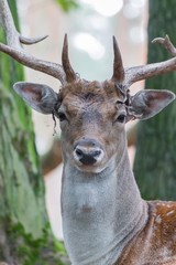  Portrait of graéat adult noble deer - red deer with big horns in the forest