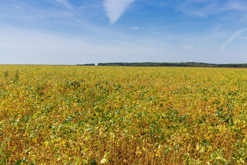 Field of the ripening soybean in summer day