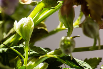 Green background of wilted flowers in bright sunlight