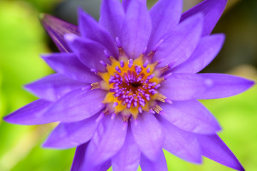One purple lotus flower,top view