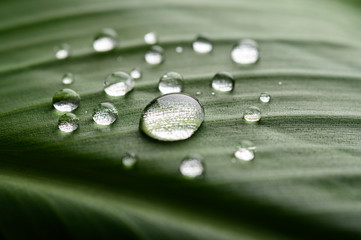 Many drops of water drop on banana leaves,selective focus