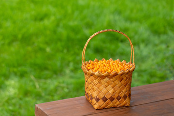 Fototapeta na wymiar Harvesting berries in the fall. Full basket with orange sea buckthorn berries