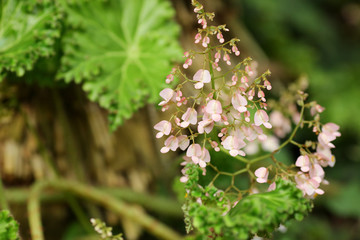 bright pink flowers bloomed in a beautiful garden