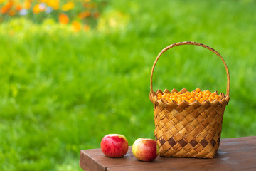 Harvesting berries in the fall. Full basket with orange sea buckthorn berries