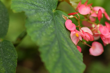 bright pink flowers bloomed in a beautiful garden