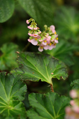 bright pink flowers bloomed in a beautiful garden