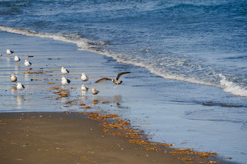 many seagull on beach enoshima island