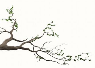 Bonsai Baum Ast I Grafik element