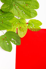 Happy Dussehra greeting card , green leaf and rice