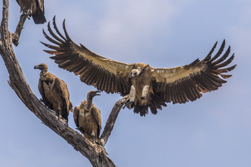 White backed vulture landing in tree