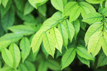Green nature tree leaf background in morning light. Fresh natural background.