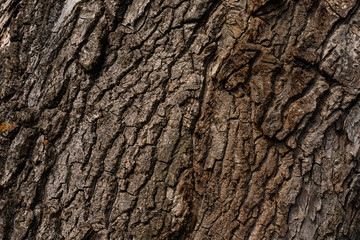 The texture of poplar bark closeup