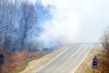 Forest fire near the asphalt road
