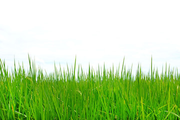 Fototapeta premium Młody zielony ryż na polach ryżowych na tle chmur nieba.