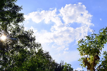 white clouds floating over trees