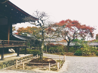 Obraz premium Japanese garden decoration at temple in autumn.