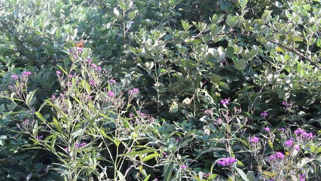 flowers in the garden