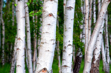 Close-up of a birch wood forest in daylight