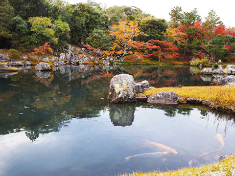 Tenryuji temple garden in autumn at Kyoto, Japan.