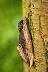 Privet Hawk-moth - Sphinx ligustri, beatiful large hawk-moth from European woodlands, Czech Republic.